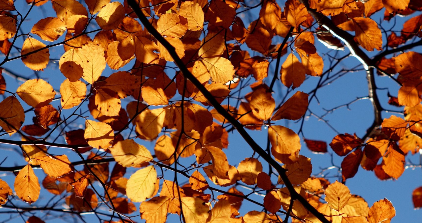 Autumn Leaves